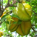 Cloud Farm Rare Star Fruit Grafted Healthy plant [CF04411]