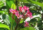 Plantzoin Frangipani Champa Plumeria rubra Katha champa(Red) Live Plant