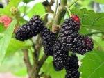 Cloud Farm Hybrid Mulberry Shahtoot Mulberry Plant - 200 mm (S-13)