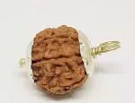 Feel Touch Mart 7 Mukhi Rudraksha Natural Original Certified Igl 7 7 Mukhi 7 Face Rudraksha/Saat Mukhi Pendant Natural