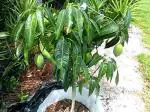 Mphmi Live Plant Nursery Plants Mangifera indica Mango Plant Fruit Safeda Mangoes Andhra Pradesh