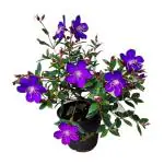 SENECIO Begum Bahar Tibouchina Semidecandra Princess Flower Purple Glory Tree Ornamental LIVE Plant