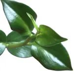 Ashokavanam Piper Peperomia Plant