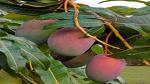 Platone Mango Plant Gardens Live Mango/Aam Sundari Grafted Fruit Plant