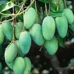 Cloud Farm Thailand All Season Mango (Mangifera indica) Grafted Fruit Healthy Plant CF_N1_72
