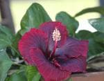 Cloud Farm Hybrid Black Dragon Hibiscus Plant- 200 mm CF_O374