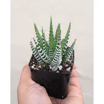 Ashokavanam Haworthia Fasciata Plant (Zebra)