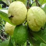 Platone Guava Plant (KH-306)