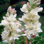 PARYAVARAAN Rajanigandha Double Flowering Or Tuberose Double Petal Fragrant Flower Bulbs Pack Of 30