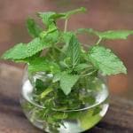 Greenery Nursery Mint Plant (Hybrid, Pack of 1)