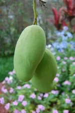 CooPany Himayat/Hima Pasand/Imam Pasand Mango Grafted Healthy Live Plant with Safe and Secure Packing