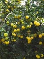 Zomoloco Lemon PlantLebu PlantLive Plant Lemon Sutaible For Bonsai Balcony Garden Plant (1 Healthy Live Plant)