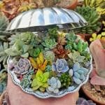 NooElec Seeds India 100 Seeds- Air Purifier Mix Succulent Seeds - Grow Indoor/Outdoor - All India