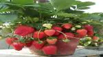 The Entacloo Strawberry Plant Sweet Charlie Strawberry Plants