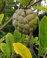 Cloud Farm Custard Apple Healthy Plant CF[0072]