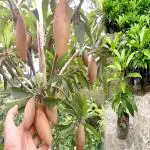 GREEN LINE Delicious and Easy-to-Grow Thai long Variety chiku/Sapota Plant Rare and Delicious Fresh Fruit and easy to Grow and Perfect for Outdoor Garden Plant