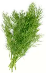 XOLDA Dragon fruit Seed (37 per packet)