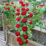 Cloud Farm Real Healthy Dark Red Rose Healthy Plant Hybrid For Balcony, Terrace, Outdoor Gardening CF_2078