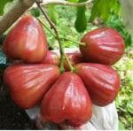 Cloud Farm Hybrid Java Rose Apple Java Plum Plant - 200 mm CF2093