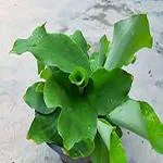 Kapebonavista kapoor kachri sapling plants, shati-hedychium spicatum, hedychium spicatum buch ham, curcuma zedoaria, gandha sati, gandha sunthi, kapurkachara, jaramdada, katcholam, perfume ginger, (spiked ginger lily)