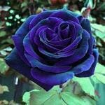 Cloud Farm Hybrid Blue Rose Rose Plant - 200 mm CF8002822