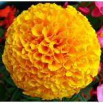 Combo 3 Types Marigold Flower Seeds
