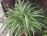 Plantzoin Ribbon plant Spider ivy Chlorophytum comosum Live Plant