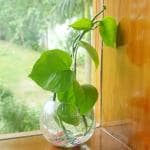 Bs Amor Transparent Glass Vase Glass Flower Vase Pot Glass Pot Round Vase Handmade 4X4 inch