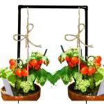 Invelligen Black Creepers Vine Plant Support Stand 3 ft (Pack of 2)