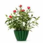 Cloud Farm Healthy English Red Rose Flower Plant For Balcony, Terrace, Outdoor Gardening CF_2026