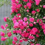 Modern Plants Modern Live Climbing Rose China Doll Flower Plant With Pot