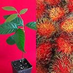 Cloud Farm Hybrid and Rare Red Rambutan ZZ Plant - 200 mm CF61