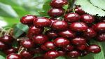 Corofitam Cherry Fruit Plant AMERICAN CHERRY