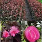 ONLINE PLANT BAZAR MALAYSIAN RED GUAVA PLANT(PACK OF-1)