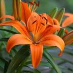 PARYAVARAAN Bulbs Oriental Lily Flower Bulbs Fragrant Orange Colour For Home Gardening Pack of 2 Bulbs