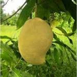 Exotica Orchids Sein Ta Lone Mango Plant-Grafted