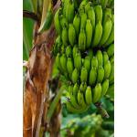 CooPany Combo 2 Pachai Vazhai kannu / Green Banana Live Plant - Rhizome Variety (2 Live plant) With Safe & Secure Packing