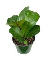 Garden Art Ficus Lyrata Fiddle Leaf Fig Indoor Live Plants with Grower Pot