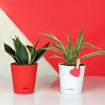 FlowerAura Decorative Set of 2 (Sensveria Milt & Spider Plant) Air Purifying Live Indoor Plants In Tapper Vase Pot For Living Room, Balcony, Office/Home Decoration And Gifts For Friends, Colleagues, Relatives & Neighbours.