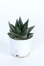Shivoham Plant Gallery Haworthia Pumila|Succulent Live Plant With Pot|Indoor Good Luck Air Purifying Live Plant|