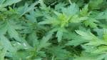 PLATONE artemisia vulgaris sappling dayana plant, it is a plant not a seed(Pack Of1)