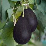 Cloud Farm Hybrid Maluma Avocado Plant- 200 mm CF09