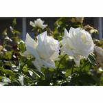 Cloud Farm Rare White Kashmiri Rose High Result Plants 1 Healthy Plant CF_809