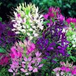 Green World Organic Cleome Spinosa Mix Flower 20 Seed