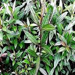 Kapebonavista Ayapan Vishalyakarni Ayaparna Aiyappana Eupatorium Triplinerve Living Plant with Poly Bag