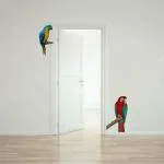 Rawpockets Green Wing Macaw Parrot
