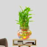 PHULWA Two Layer Lucky Bamboo Plant With Round Glass Pot And Colored Jelly Balls