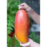 Cloud Farm Healthy Red Ivory Mango Plant,Aam, Amba 