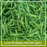 Farmgokart 120 Seed Pack of CLUSTER BEANS SEEDS
