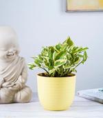 Nurturing Green Live Money Plant Green In Yellow Wave Pot